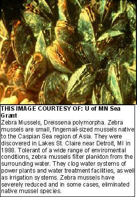 Photo of Zebra Mussels